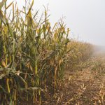 Campo di mais nella nebbia