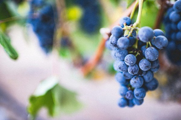 Vendemmia 2026, l’uva di Magliano passa il Tevere e diventa vino nella Tuscia